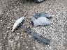 5TDYK3DCXGS****** Wrecked 2016 Toyota Sienna in Georgia State