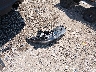 4S4WMAEDXL3****** Destrozados 2020 Subaru Ascent en Estado de Arkansas