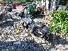 1HD1GXM1XGC****** Salvage and Repairable 2016 Harley-Davidson Dyna Street Bob in Rec Rides Online Exclusive