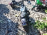 1HD1GXM1XGC****** Salvage and Repairable 2016 Harley-Davidson Dyna Street Bob in Pennsylvania State