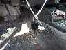 1FTKR1AD6BP****** Salvamento 2011 Ford Ranger en Estado de Pennsylvania