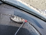 1N4AL3AP5EC****** Salvage 2014 Nissan Altima in Iowa State