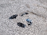1GNSKCKC5FR****** Wrecked 2015 Chevrolet Tahoe in Iowa State