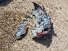 3GYFNBE39FS****** Wrecked 2015 Cadillac SRX in Texas State