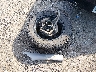 3C6JD7AT4CG****** Wrecked 2012 RAM 1500 in Arkansas State