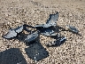 4T1BF1FK8HU****** Destrozados 2017 Toyota Camry en Estado de Texas