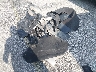 WMWLN9C56G2****** Wrecked 2016 MINI Clubman in Florida State
