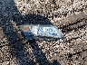 19XFB2F51DE****** Wrecked 2013 Honda Civic in Massachusetts State