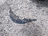 4T1BD1FKXFU****** Wrecked 2015 Toyota Camry Hybrid in Illinois State
