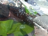 JF2GPAKC6E8****** Used and Repairable 2014 Subaru XV Сrosstrek in New York State