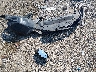 1FAHP2E81DG****** Wrecked 2013 Ford Taurus in Arkansas State