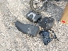 ML5KLEH14RD****** Wrecked 2024 Kawasaki KLR650 in Indiana State