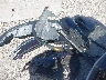 KL4MMDSL4MB****** Salvage and Wrecked 2021 Buick Encore in Tampa