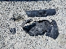 5TFRX5GN8JX****** Wrecked 2018 Toyota Tacoma in Washington State