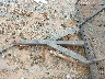 NCX16**** Reparables 2009 Homemade Other en Concord