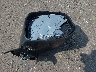 19XFB2F5XCE****** Wrecked 2012 Honda Civic in New York State