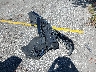 JN1BV7AP8EM****** Wrecked 2014 Infiniti Q50 in Florida State