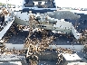 1FT8W3BT0ME****** Wrecked 2021 Ford F-350 in San Antonio South