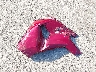 2T3W1RFV9SW****** Wrecked 2025 Toyota RAV4 in Texas State