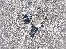 3FADP4BJ8CM****** Destrozados 2012 Ford Fiesta en Estado de Indiana
