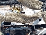 JN1EV7AR3JM****** Wrecked 2018 Infiniti Q50