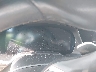 5UXCW2C09M9****** Salvage 2021 BMW X7 in Knoxville