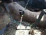 1B7HD14W0HS****** Salvage 1987 Dodge D Series in Mississippi State