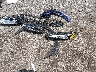 5N1BT3BB3PC****** Wrecked 2023 Nissan Rogue in Maryland State
