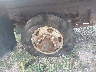 JALB4W172G7****** Salvage and Repairable 2016 Isuzu Npr Dsl Reg At in Templeton