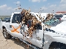 1FT7W2BT9GE****** Salvage and Wrecked 2016 Ford F-250 in San Antonio South