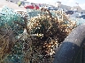 1FT7W2BT9GE****** Salvage 2016 Ford F-250 in San Antonio South