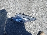3KPF54ADXRE****** Wrecked 2024 Kia Forte in California State