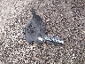 1C4RJKBGXP8****** Wrecked 2023 Jeep Grand Cherokee Limited in Ohio State