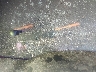 1GNEK13R6WJ****** Salvage 1998 Chevrolet Tahoe in Milwaukee