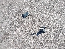 1J8GA59168L****** Wrecked 2008 Jeep Wrangler in Colorado State