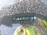 3N1AB8CV5SY****** Reparables 2025 Nissan Sentra