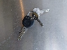 1GB6G5BG0C1****** Repairable 2012 Chevrolet Express in Specialty Division