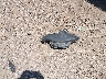 5FNRL5H95CB****** Wrecked 2012 Honda Odyssey in Texas State