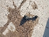 2FMHK6C89DB****** Wrecked 2013 Ford Flex in Texas State