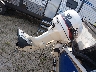 00000N0R549****** Reparables 1998 Crestliner 1750 Fish Hawk en Appleton