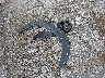 KL79MMS27RB****** Wrecked 2024 Chevrolet Trailblazer in Texas State