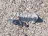 3FADP4BJ8EM****** Wrecked 2014 Ford Fiesta in Massachusetts State