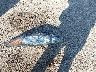 3FADP4BJ3KM****** Destrozados 2019 Ford Fiesta en Estado de Wisconsin