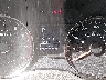 JF2SJAWC7FH****** Salvamento 2015 Subaru Forester