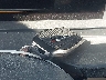 5N1AL1FS9SC****** Salvamento 2025 Infiniti QX60 en Estado de Carolina del Norte