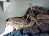 1D7HW32KX8S****** Used 2008 Dodge Dakota in Massachusetts State