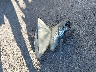 1FAFP3432YW****** Salvage 2000 Ford Focus in Texas State