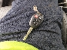4T1BF1FK4CU****** Salvage 2012 Toyota Camry in South Carolina State