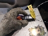 3N1AB7APXHY****** Salvage 2017 Nissan Sentra in Utah State