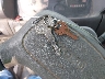 4KLB4B1R1VJ****** Repairable 1997 Isuzu NPR in Suffolk